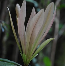 Badula sp - Bois de savon - PRIMULACEAE - Endémique Réunion - MB3_3176.jpg