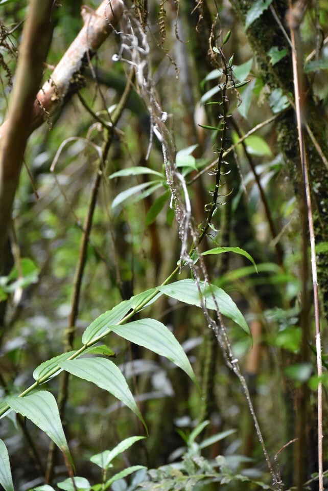 Habenaria sigillum - ORCHIDOIDEAE - Indigène Réunion - MB3_3175.jpg