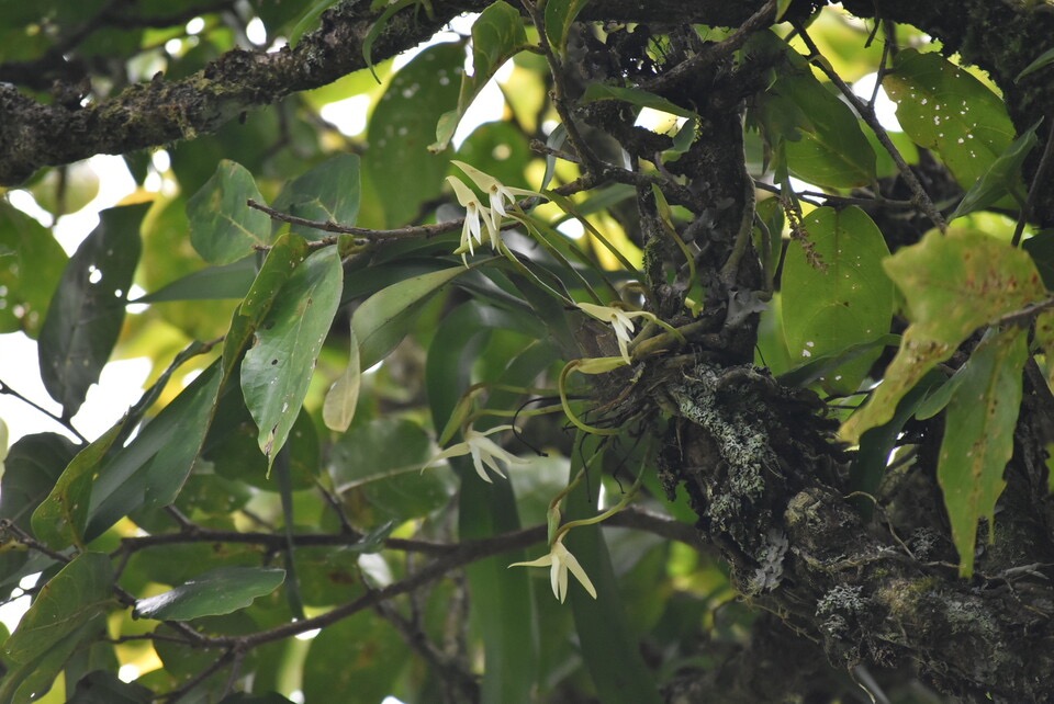 Jumellea triquetra - EPIDENDROIDEAE - Endémique Réunion - MB3_3173.jpg