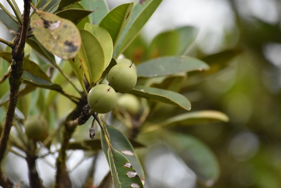 Labourdonnaisia calophylloides - Ti natte - SAPOTACEAE - Endémique Réunion Maurice - MB3_3190.jpg