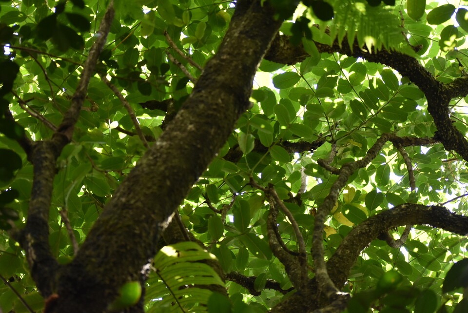 Polyscias repanda - Bois de papaye - ARALIACEAE - Endémique Réunion -MB3_3159.jpg