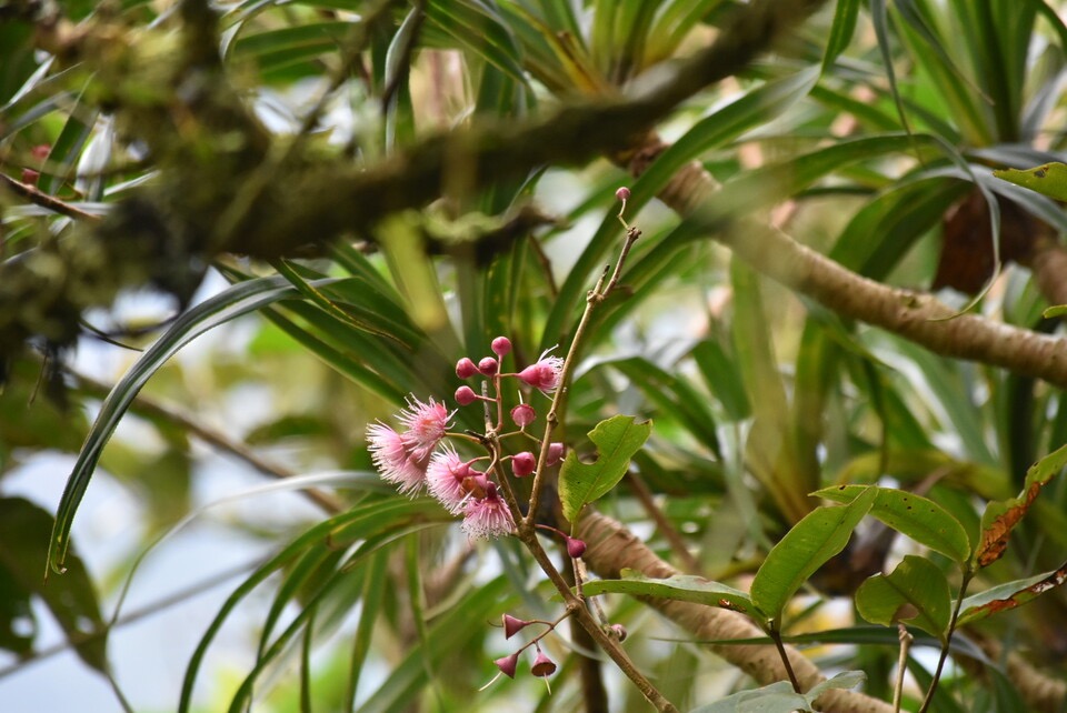 Syzygium cymosum - Bois de pomme rouge - Myrtaceae - Endémique Réunion Maurice -MB3_3199.jpg