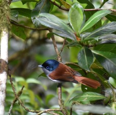 Terpsiphone bourbonnensis - zoiseau la vierge - MONARCHIDAE - Endémique Réunion- MB3_3204b.jpg