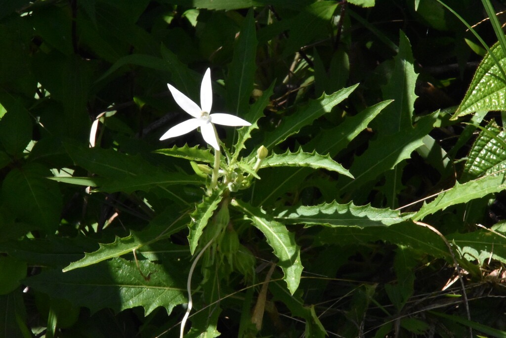  Hippobroma_longiflora-Etoile_de_Bethleem-CAMPANULACEAE-EE-MB3_5459.jpg