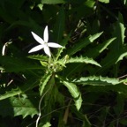  Hippobroma_longiflora-Etoile_de_Bethleem-CAMPANULACEAE-EE-MB3_5459.jpg