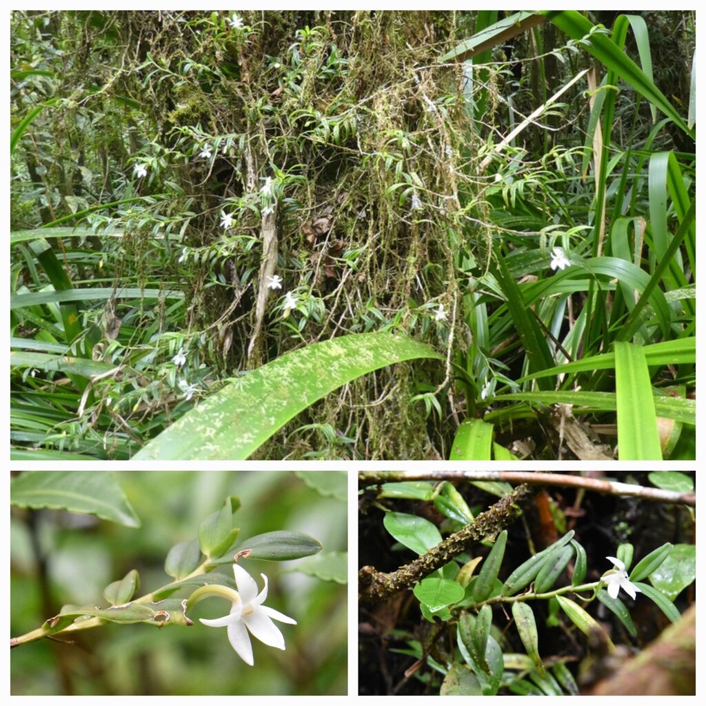 Angraecum_mauritianum-EPIDENDROIDEAE-Indigene_Reunion-20240313_164005.jpg