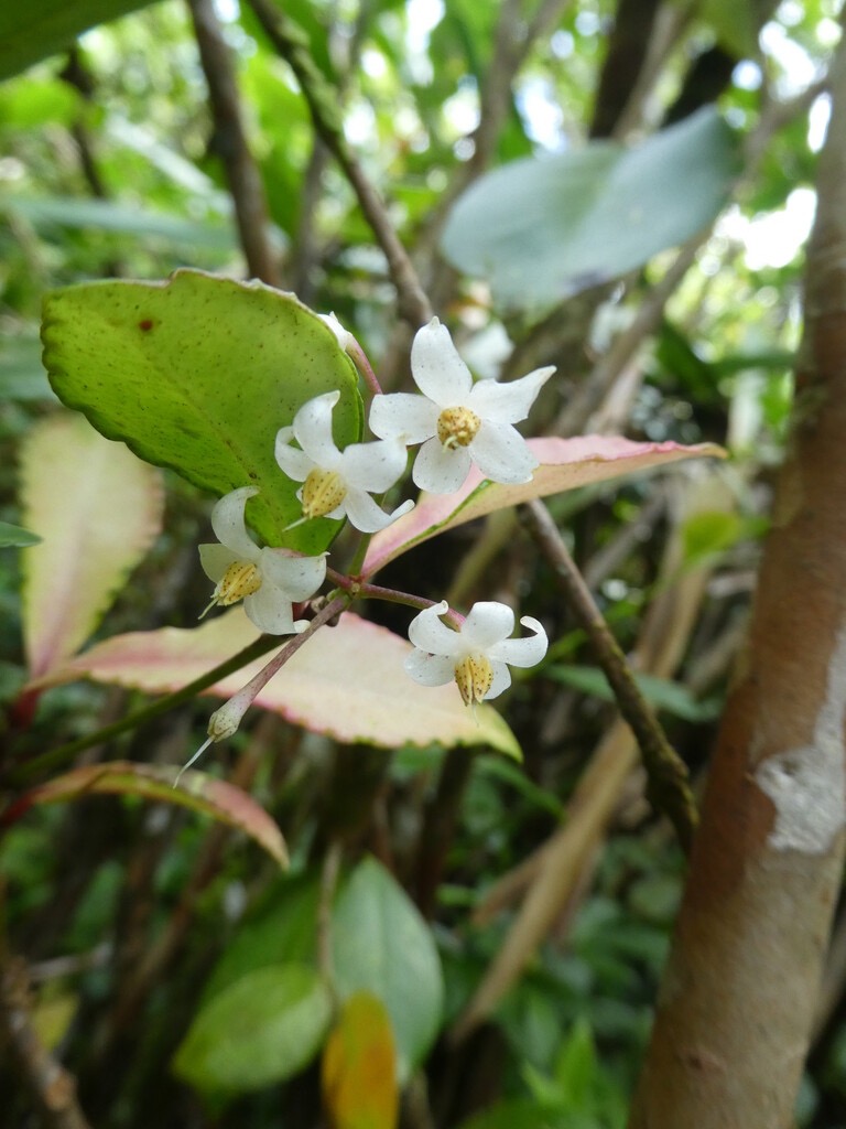 Ardisia_crenata-Bois_de_Noel-PRIMULACEAE-EE-P1080124.jpg