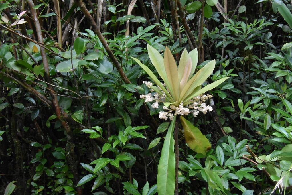 Badula_borbonnica-Bois_de_savon-PRIMULACEAE-Endemique_Reunion-MB3_5504.jpg