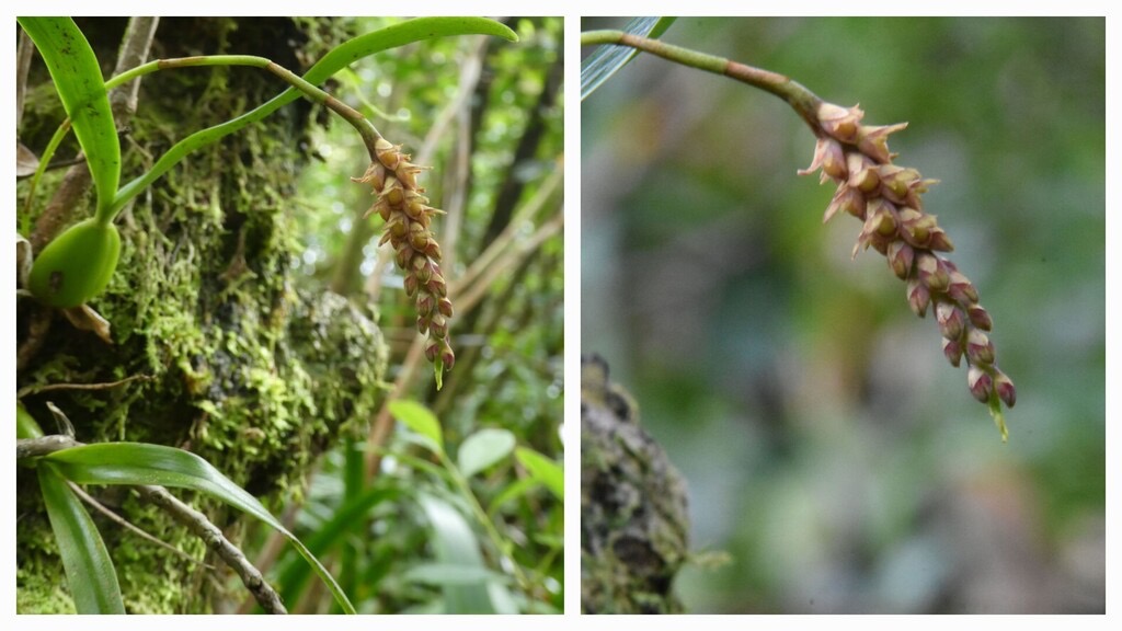 Bulbophyllum_pendulum(ex_bernadettea)-EPIDENDROIDEAE-Indigene_Reunion-20240313_164129.jpg