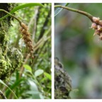 Bulbophyllum_pendulum(ex_bernadettea)-EPIDENDROIDEAE-Indigene_Reunion-20240313_164129.jpg