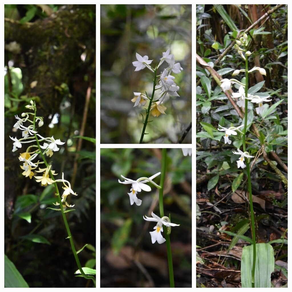 Calanthe_sylvatica-EPIDENDROIDEAE-Indigene_Reunion-20240313_164500.jpg