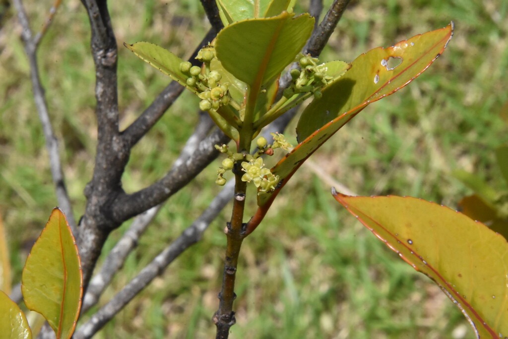 Elaeodendron_orientale-Bois_rouge-CELESTRACEAE-Endemique_Mascareignes-MB3_5447.jpg