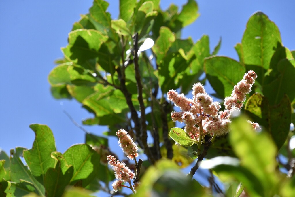 Homalium_paniculatum-Corce_blanc-SALICACEAE-Endemique_Reunion_Maurice-MB3_5543.jpg