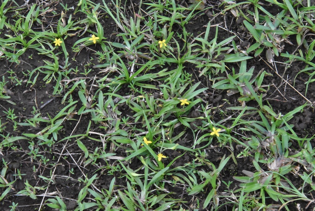 Hypoxis_angustifolia-HYPOXIDACEAE-Indigene_Reunion-MB3_5449.jpg