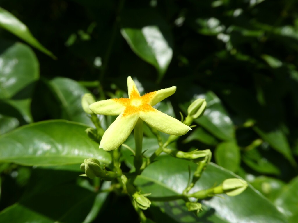 Mussaenda_arcuata-Lingue_cafe-RUBIACEAE-Indigene_La_Reunion-P1080090.jpg