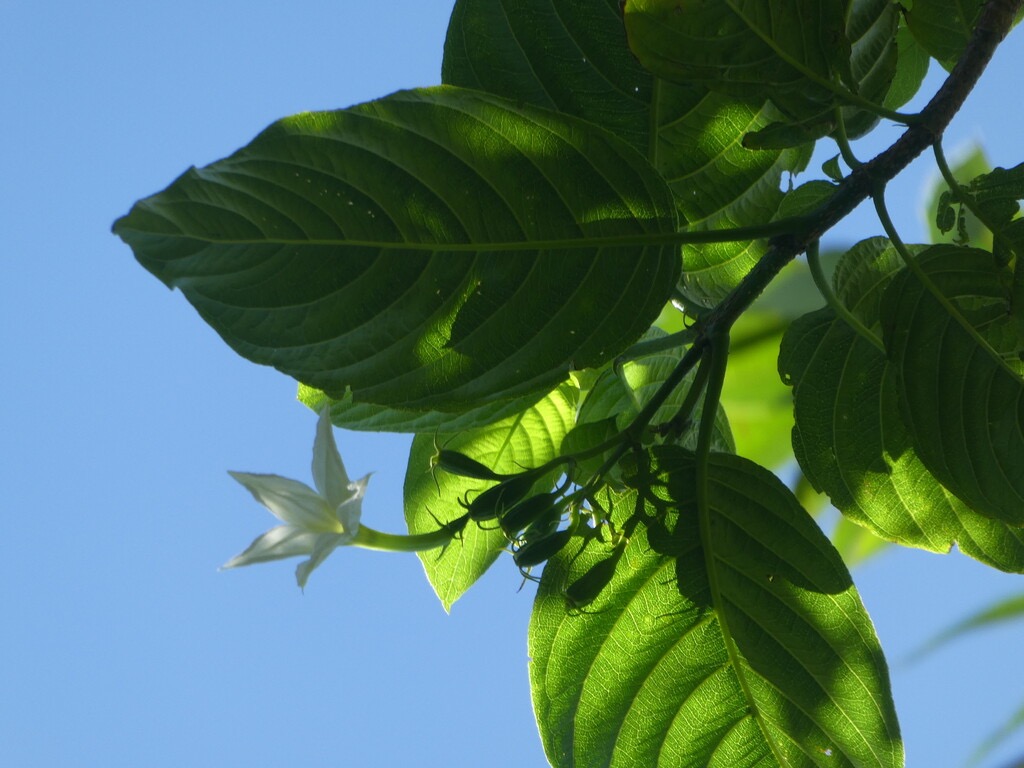 Mussaenda_landia-Quinquina_pays-RUBIACEAE-Endemique_Reunion_Maurice -P1080104.jpg