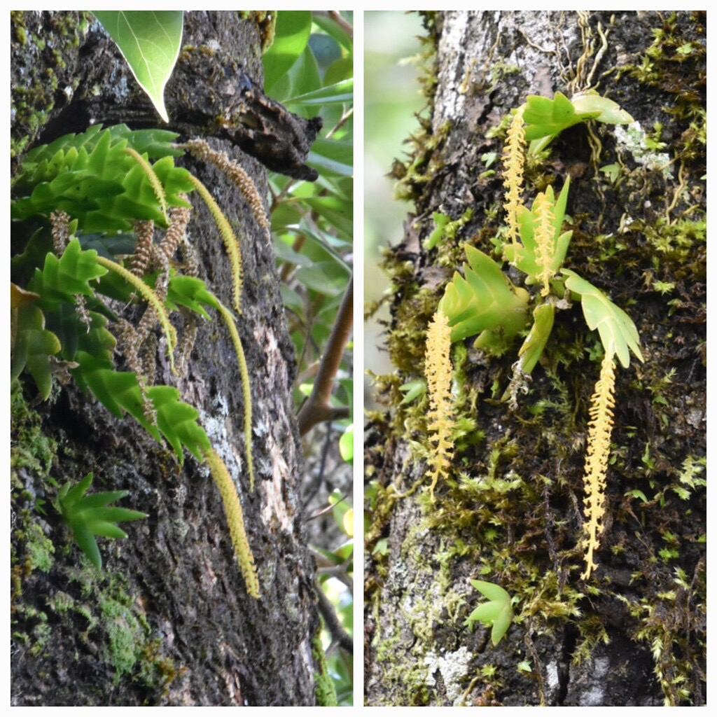 Oberonia_disticha-EPIDENDROIDEAE-Indigene_Reunion-20240313_164611.jpg