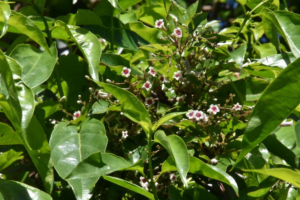 Paederia_foetida-Liane_coup_de_pete-RUBIACEAE-Amphinaturalise-MB3_5467.jpg