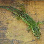 Phelsuma_borbonica-Gecko_vert_des_hauts-GEKKONIDAE-endemique_Reunion-P1080086b.jpg