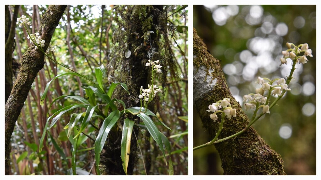 Polystachya_concreta-EPIDENDROIDEAE-Indigene_Reunion-20240313_164753.jpg