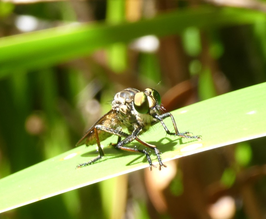 Promachus_sp-ASILIDAE-Endemique_ou_indigene_Reunion-P1080113b.JPG