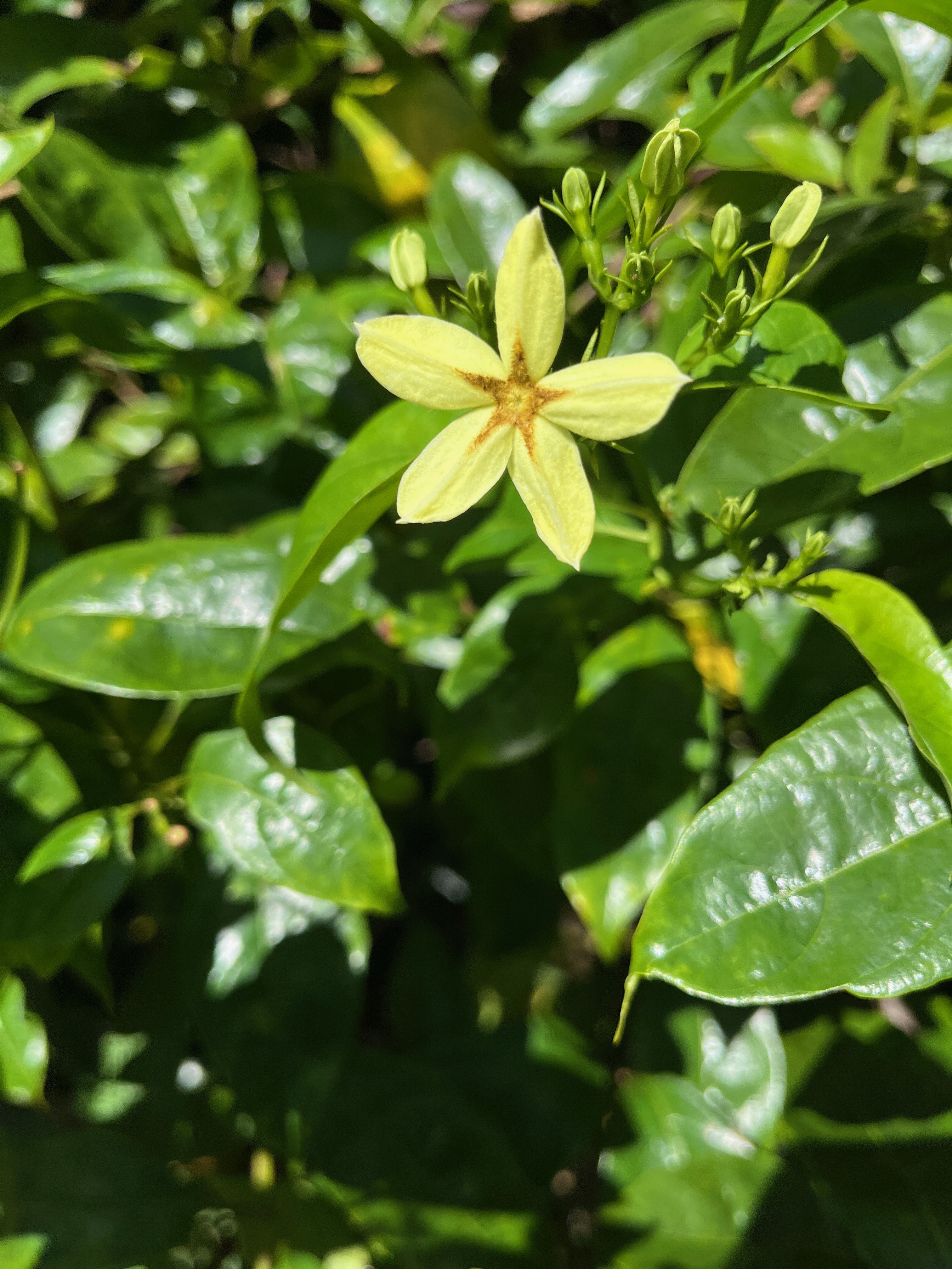 9. Mussaenda arcuata - Lingue café - RUBIACEAE.jpeg