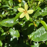 9. Mussaenda arcuata - Lingue café - RUBIACEAE.jpeg