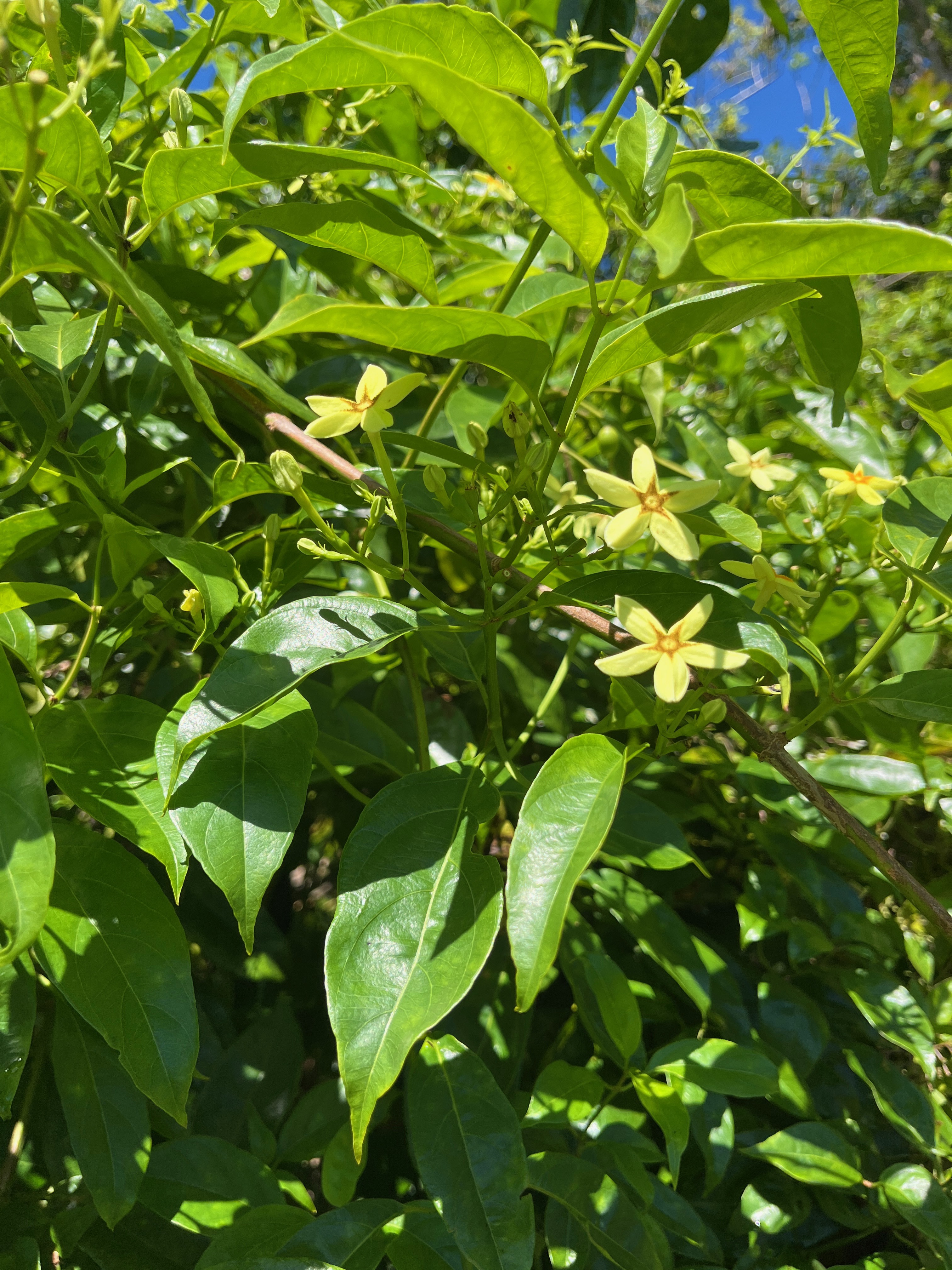 10. Mussaenda arcuata - Lingue café - RUBIACEAE.jpeg