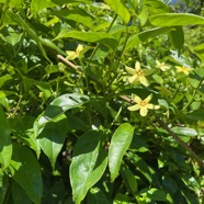 10. Mussaenda arcuata - Lingue café - RUBIACEAE.jpeg