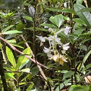 16. Calanthe sylvatica - ORCHIDACEAE-I.jpeg