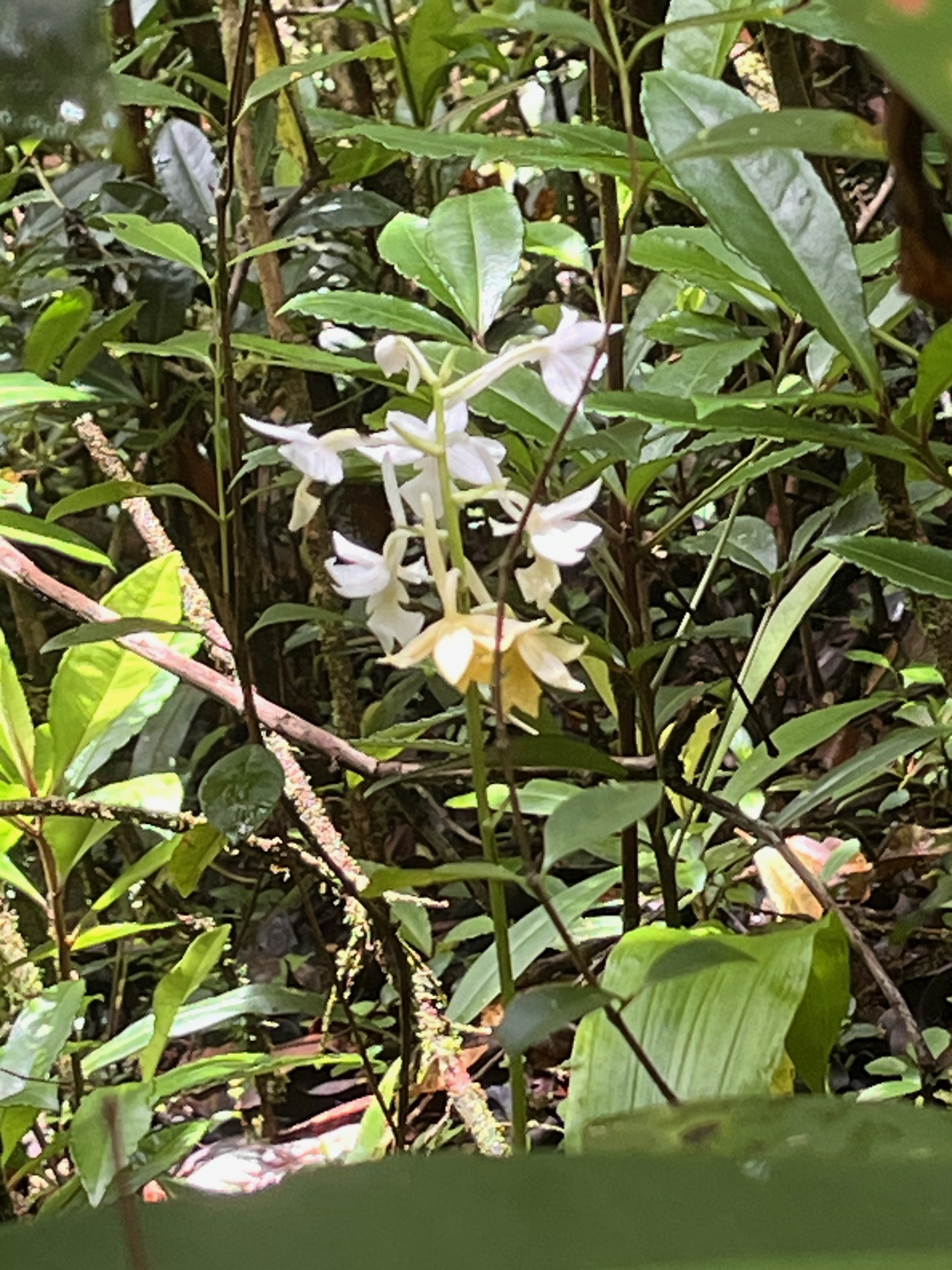 17. Calanthe sylvatica - ORCHIDACEAE-I.jpeg