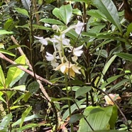 17. Calanthe sylvatica - ORCHIDACEAE-I.jpeg