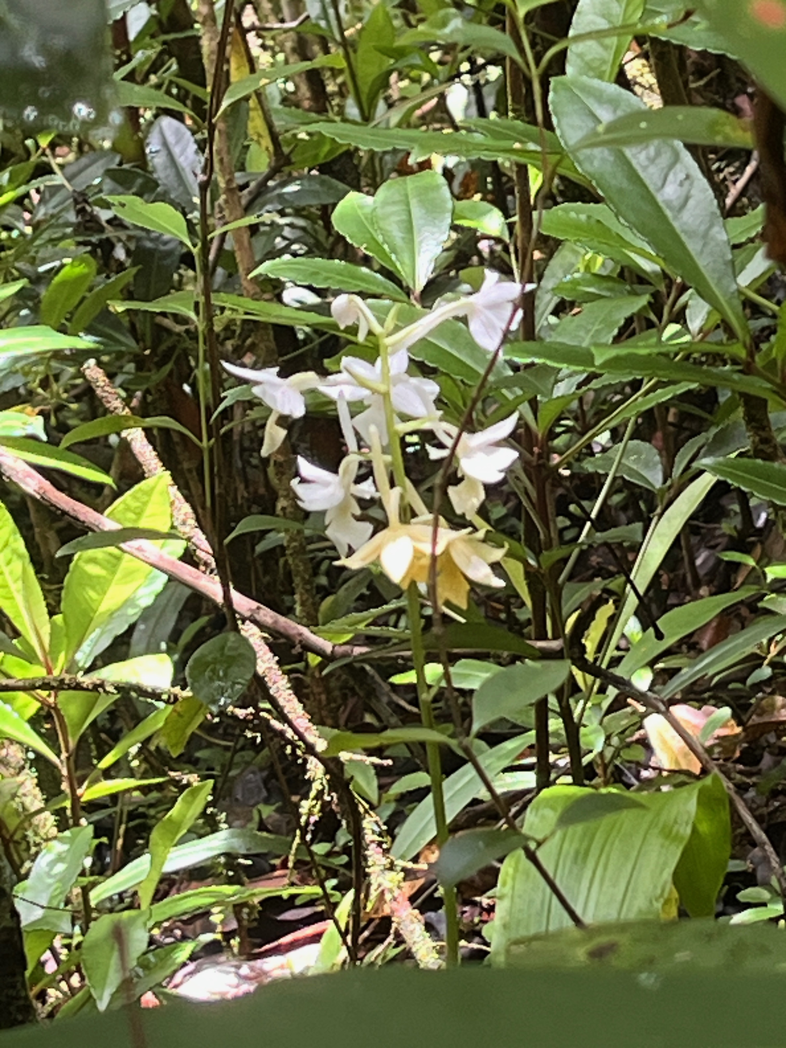 18. Calanthe sylvatica - ORCHIDACEAE-I.jpeg