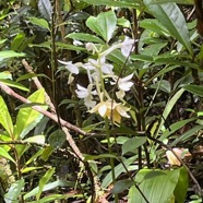 18. Calanthe sylvatica - ORCHIDACEAE-I.jpeg