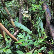 19. Calanthe sylvatica - ORCHIDACEAE-I.jpeg