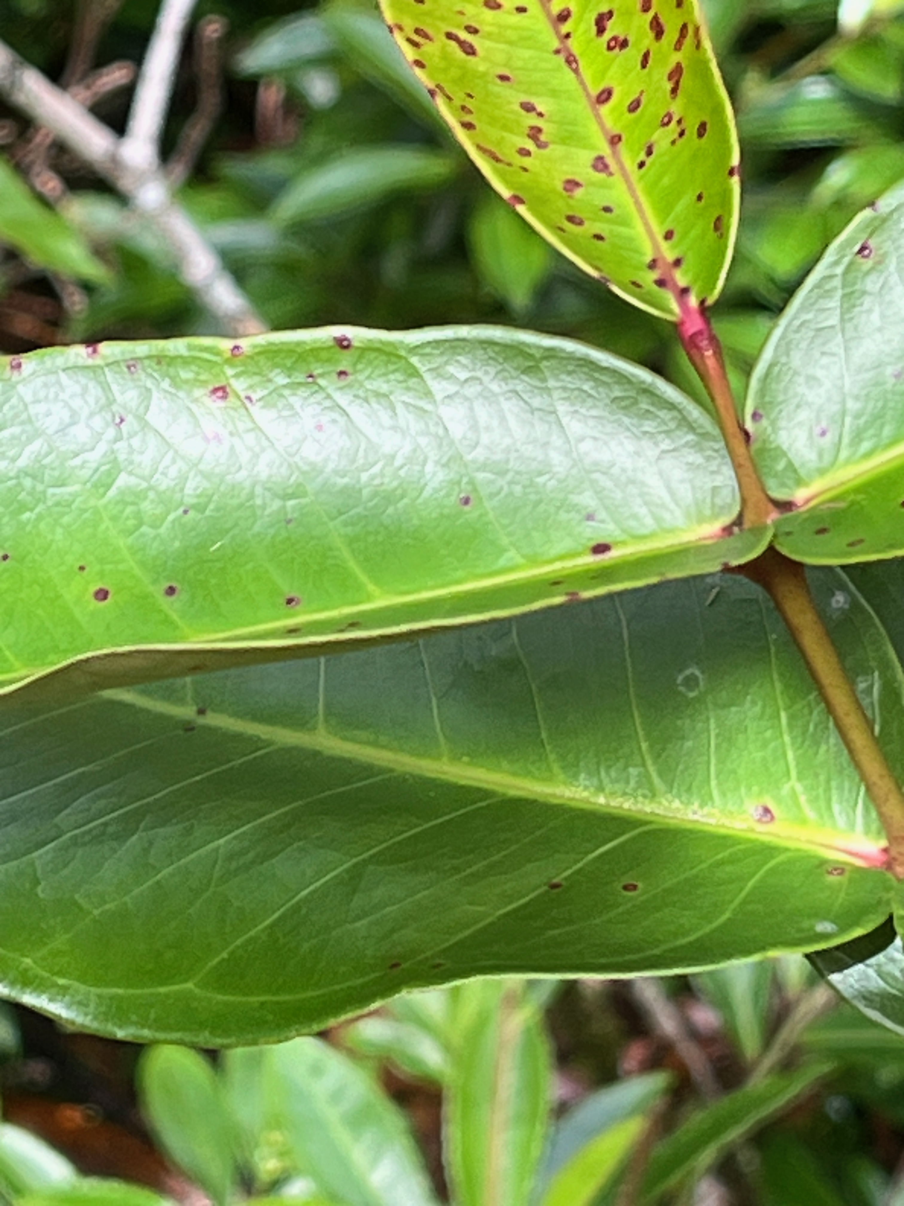 20. Syzygium cordemoyi - Bois de pomme à grandes feuilles - Myrtacée - B.jpeg