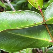 20. Syzygium cordemoyi - Bois de pomme à grandes feuilles - Myrtacée - B.jpeg