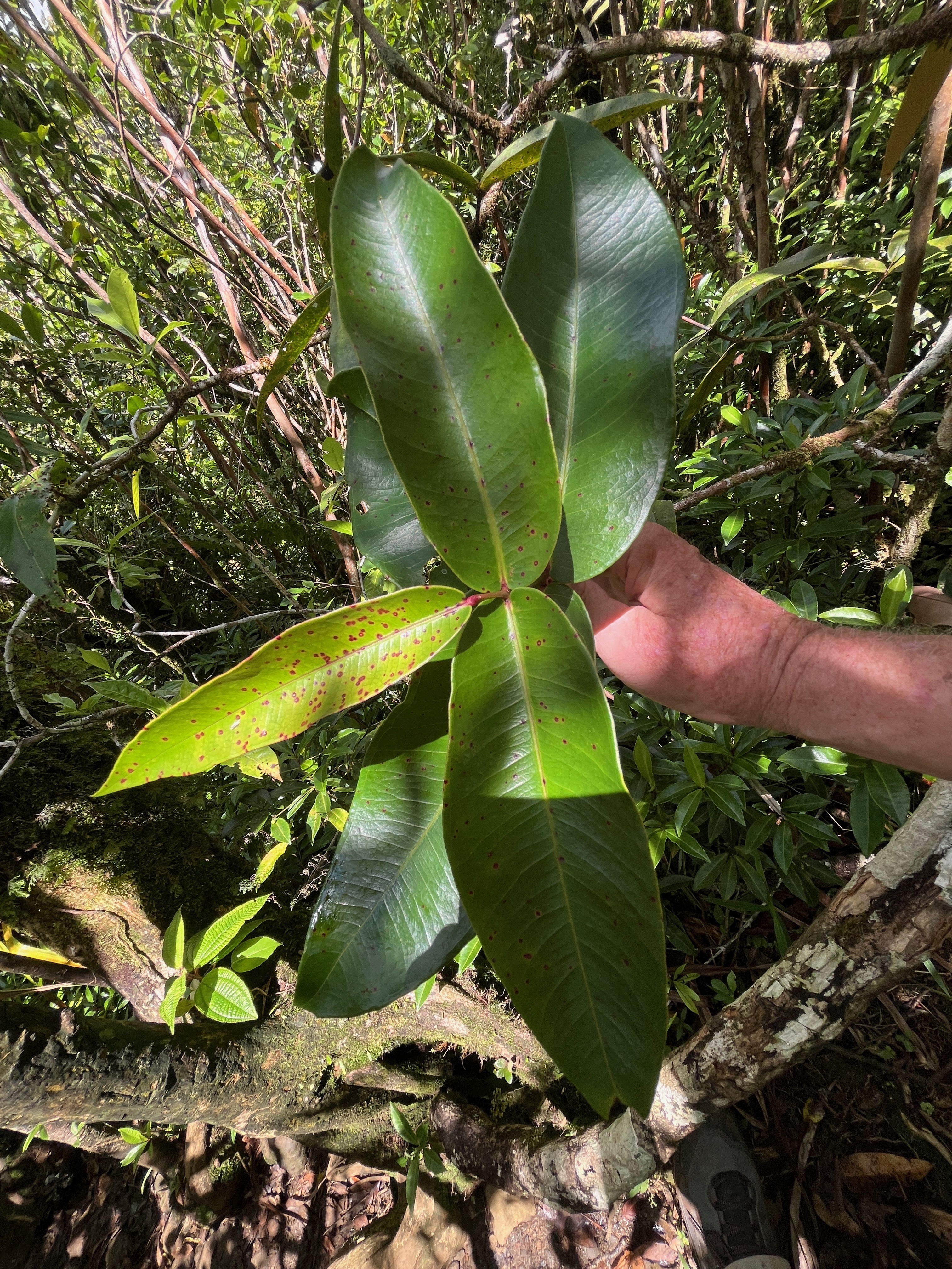 22. Syzygium cordemoyi - Bois de pomme à grandes feuilles - Myrtacée - B.jpeg