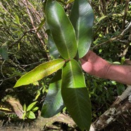 22. Syzygium cordemoyi - Bois de pomme à grandes feuilles - Myrtacée - B.jpeg