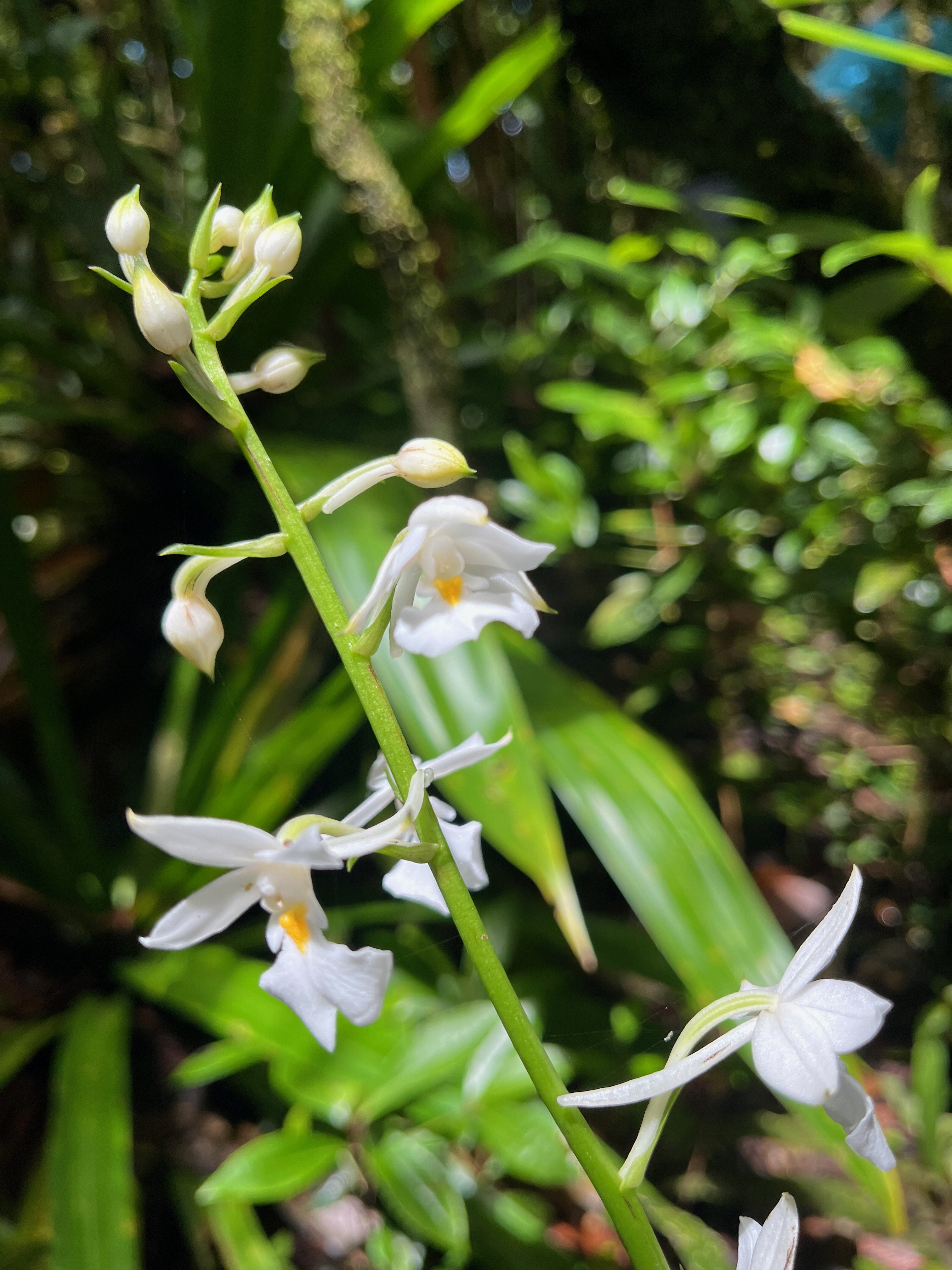 24. Calanthe sylvatica - ORCHIDACEAE-I.jpeg