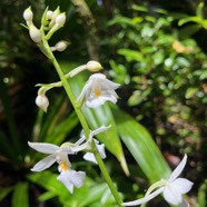 24. Calanthe sylvatica - ORCHIDACEAE-I.jpeg