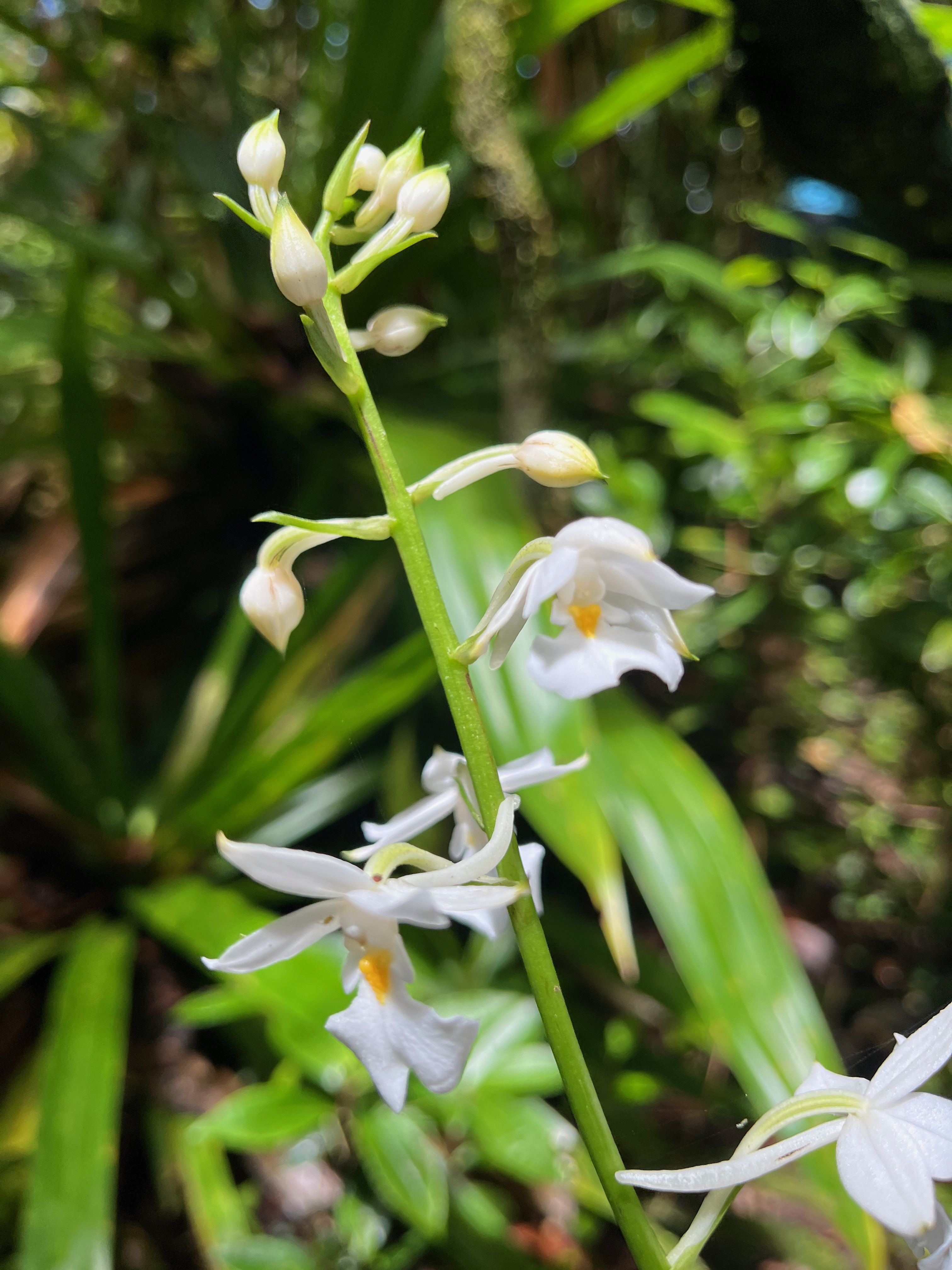 25. Calanthe sylvatica - ORCHIDACEAE-I.jpeg