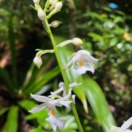 25. Calanthe sylvatica - ORCHIDACEAE-I.jpeg