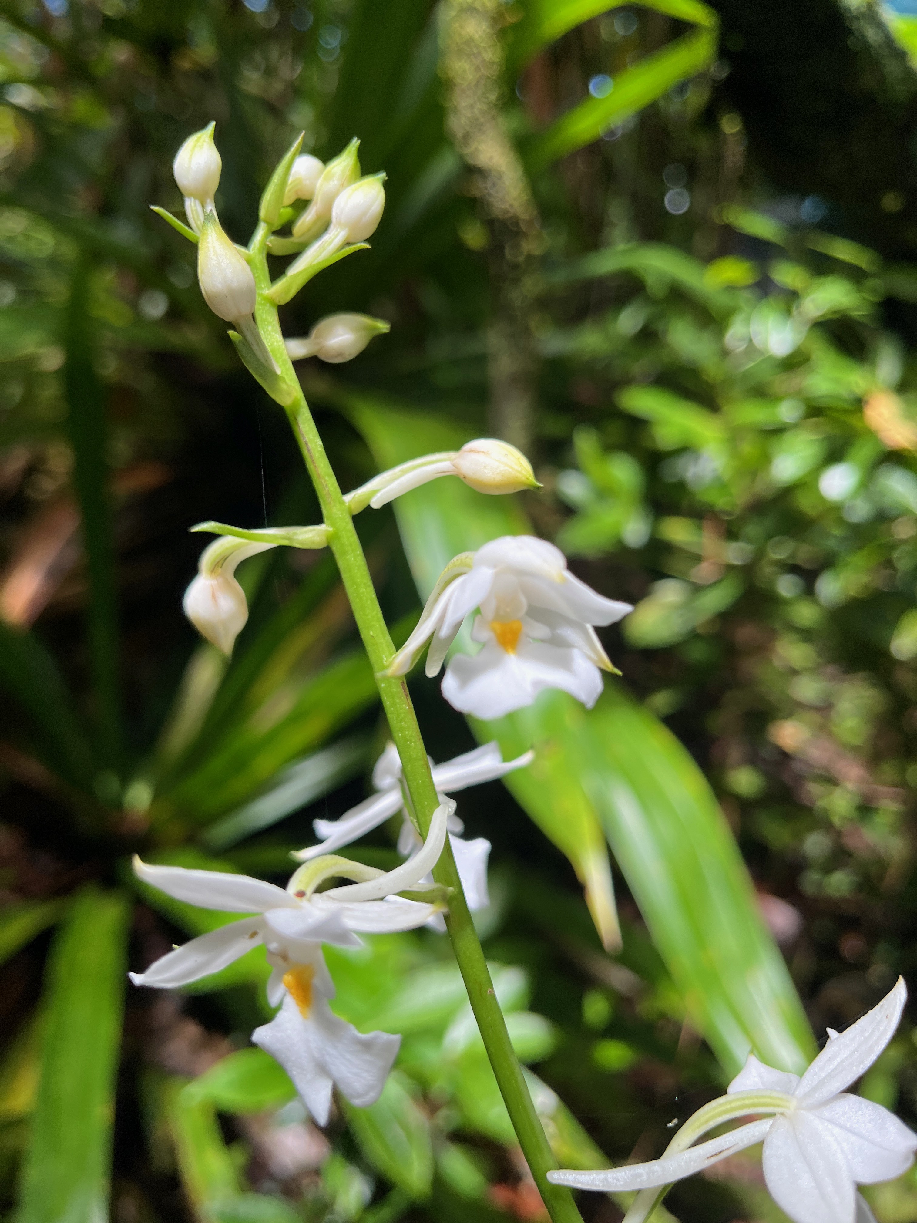 26. Calanthe sylvatica - ORCHIDACEAE-I.jpeg