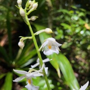 26. Calanthe sylvatica - ORCHIDACEAE-I.jpeg