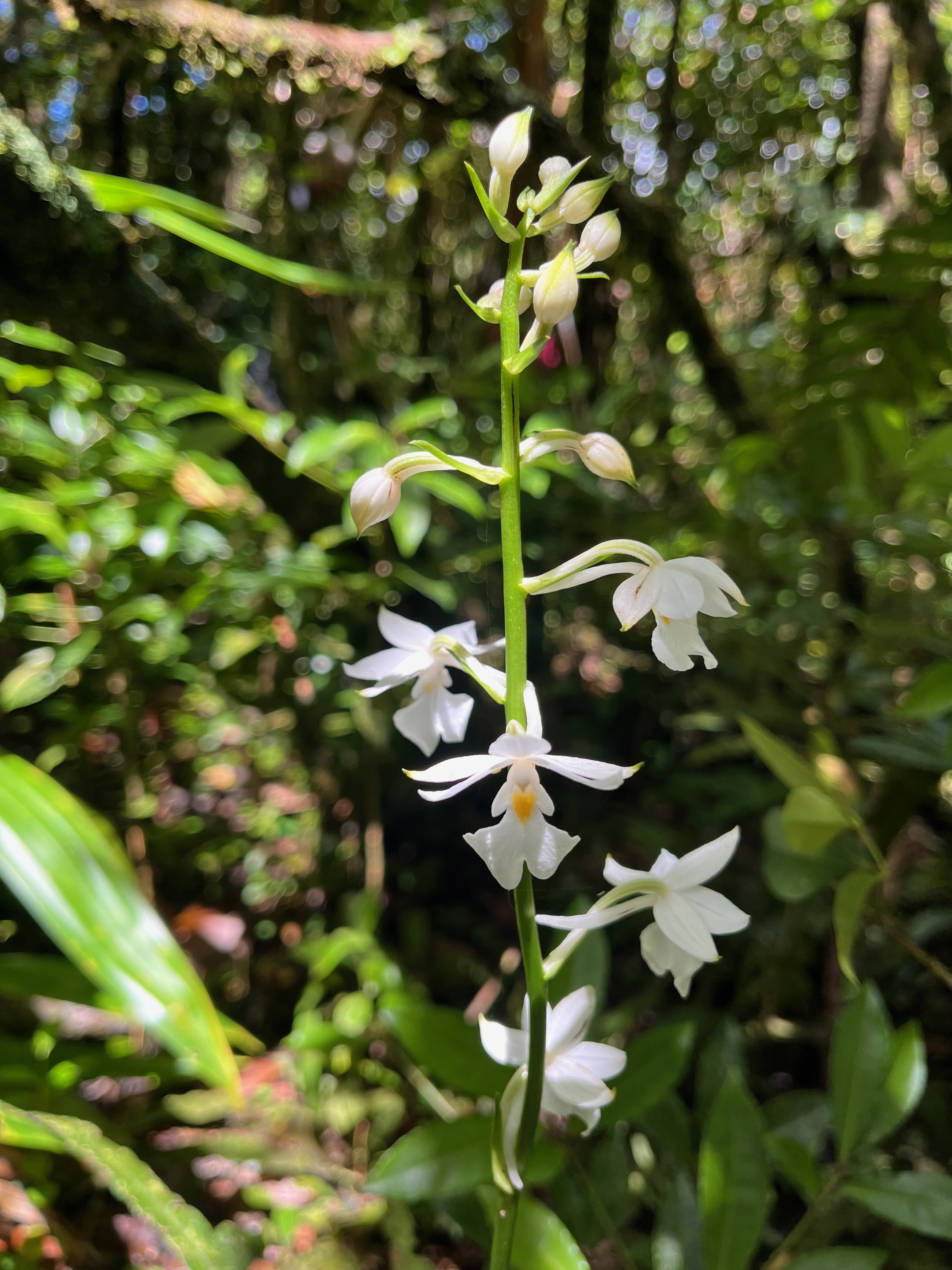 27. Calanthe sylvatica - ORCHIDACEAE-I.jpeg