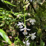 27. Calanthe sylvatica - ORCHIDACEAE-I.jpeg