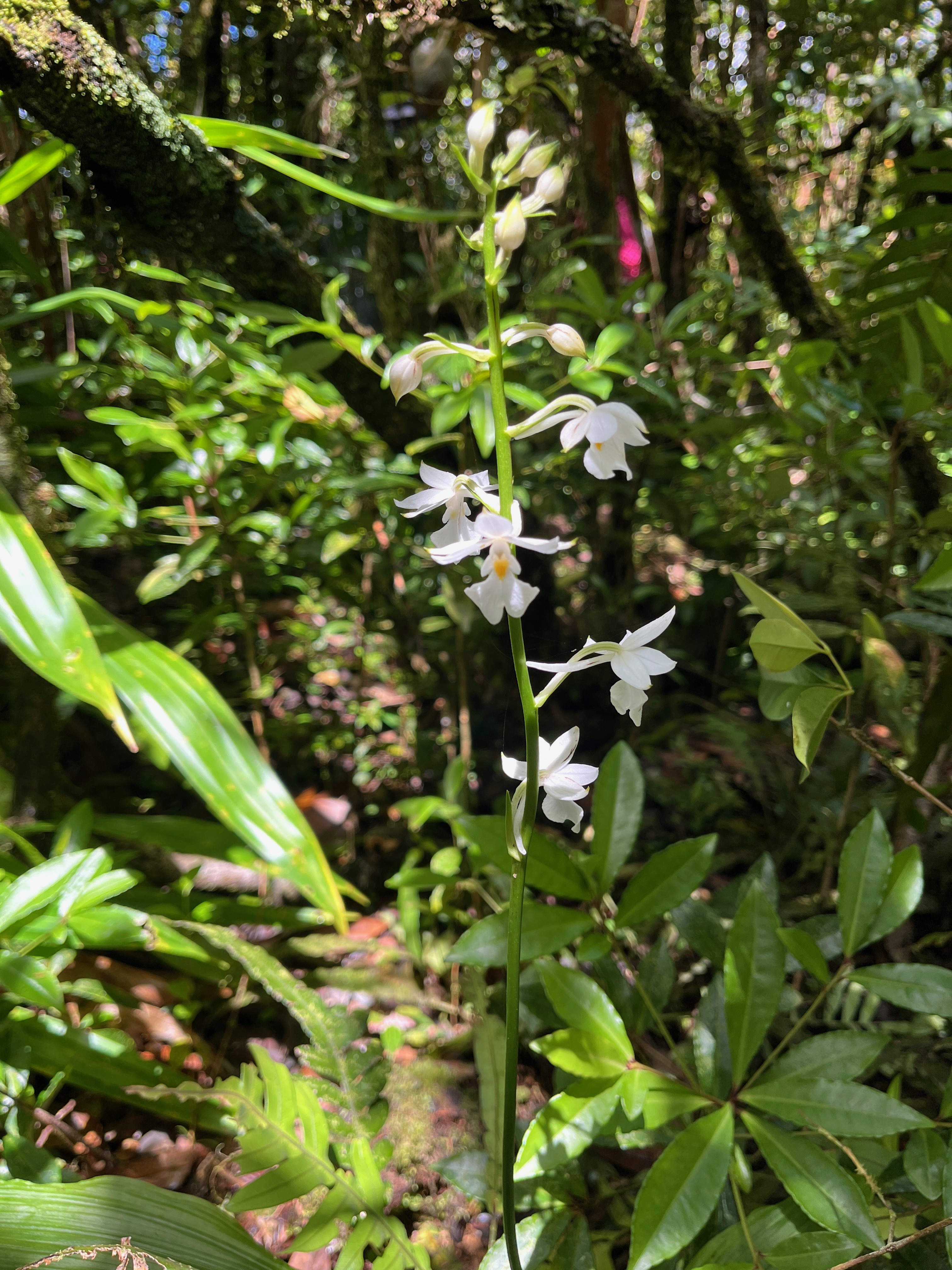 28. Calanthe sylvatica - ORCHIDACEAE-I.jpeg