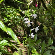 28. Calanthe sylvatica - ORCHIDACEAE-I.jpeg