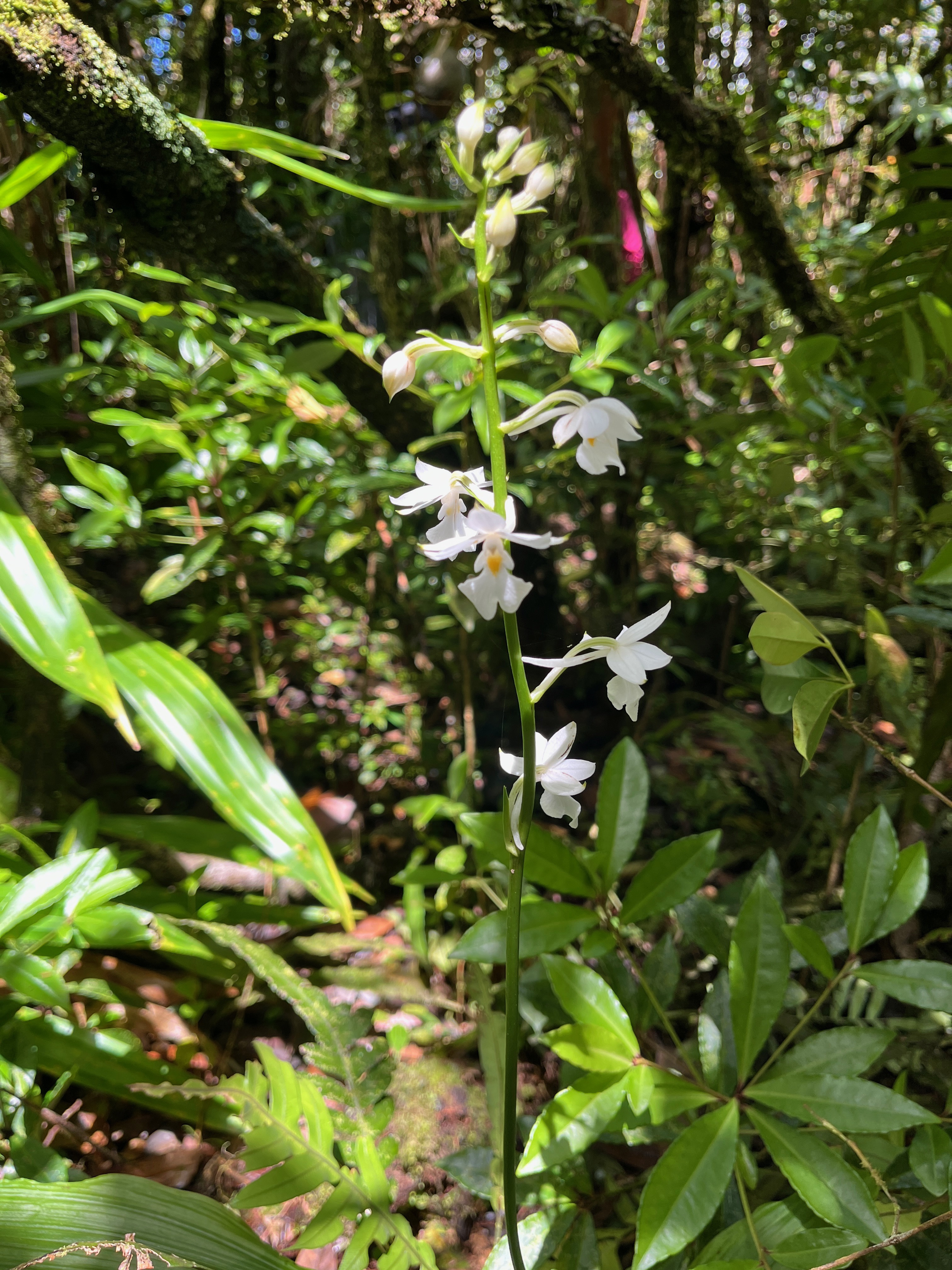 29. Calanthe sylvatica - ORCHIDACEAE-I.jpeg